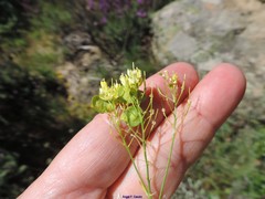 Biscutella valentina