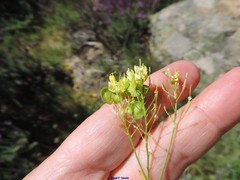 Biscutella valentina