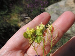 Biscutella valentina