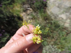 Biscutella valentina