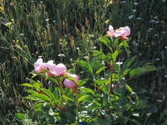 Paeonia broteri