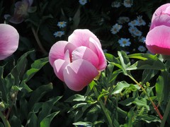 Paeonia broteri