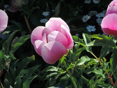 Paeonia broteri