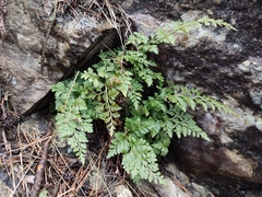 Asplenium cuneifolium