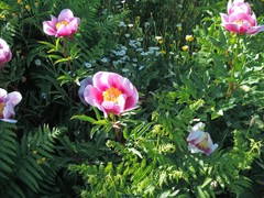 Paeonia broteri