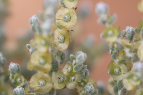 Maireana radiata