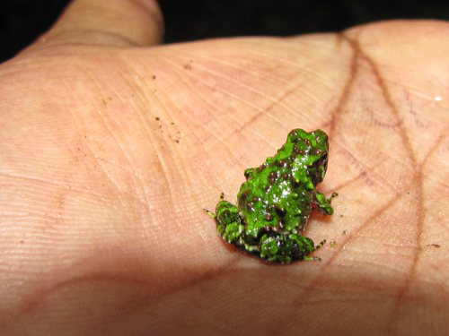 Scaphiophryne spinosa