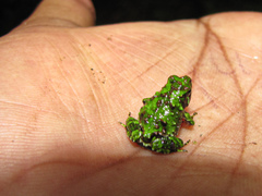 Spiny Rain Frog photo 5