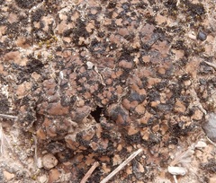 Clavascidium lacinulatum