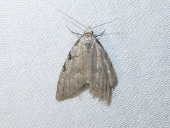 Nola triquetrana