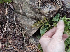 Asplenium cuneifolium
