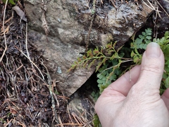 Asplenium cuneifolium