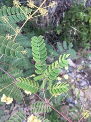 Acaciella