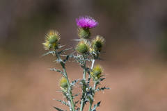 Cirsium rhaphilepis