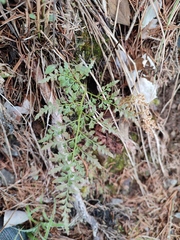 Asplenium cuneifolium