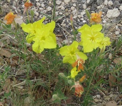 Oenothera hartwegii