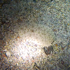 Pardachirus marmoratus