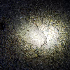 Pardachirus marmoratus