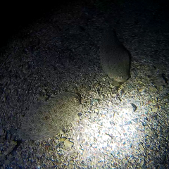 Pardachirus marmoratus