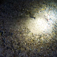 Pardachirus marmoratus