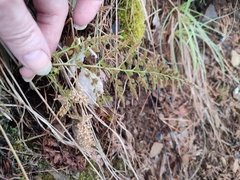 Asplenium cuneifolium