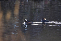 Lophodytes cucullatus