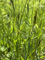 Carex panicea