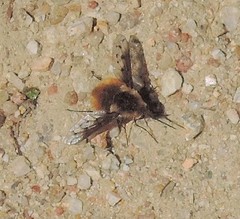 Bombylius medius