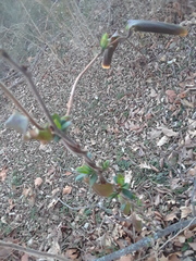 Lonicera japonica