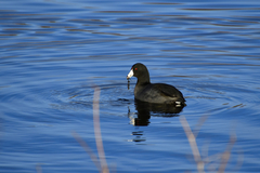 Fulica americana