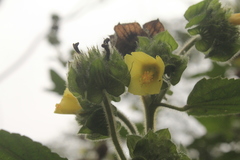 Malachra rudis
