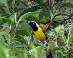 Cyanocorax yncas yncas