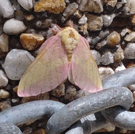 Rosy maple moth