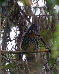 Malacoptila fulvogularis