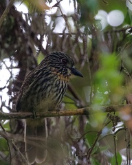 Malacoptila fulvogularis