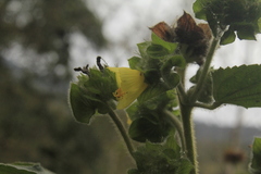 Malachra rudis