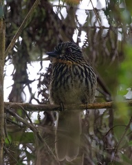 Malacoptila fulvogularis