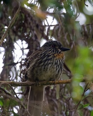 Malacoptila fulvogularis