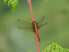Orthetrum azureum