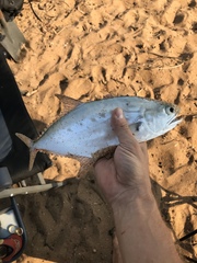 Scomberoides commersonnianus