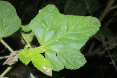 Malachra rudis