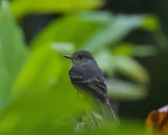 Knipolegus poecilurus