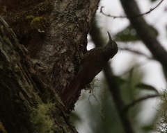 Lepidocolaptes lacrymiger