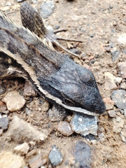 Stenocercus santander