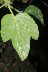Malachra rudis