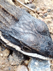 Stenocercus santander