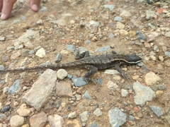 Stenocercus santander