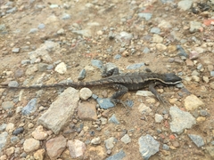 Stenocercus santander