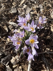 Crocus atticus