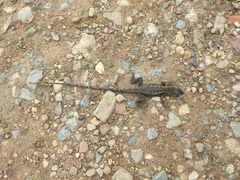 Stenocercus santander